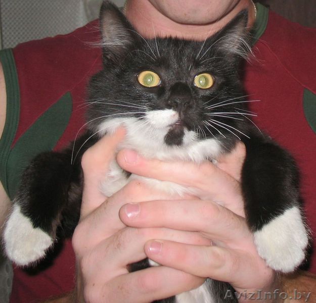 Пропал КОТ в городе Речица на ул.Космонавтов - Изображение #1, Объявление #99615