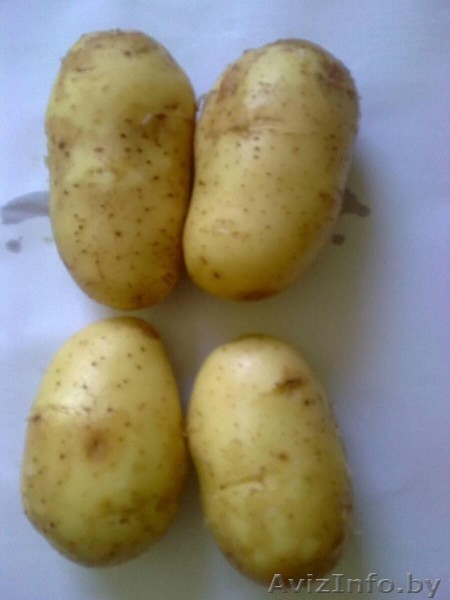 Свежие овощи из Австрии - Изображение #1, Объявление #316591