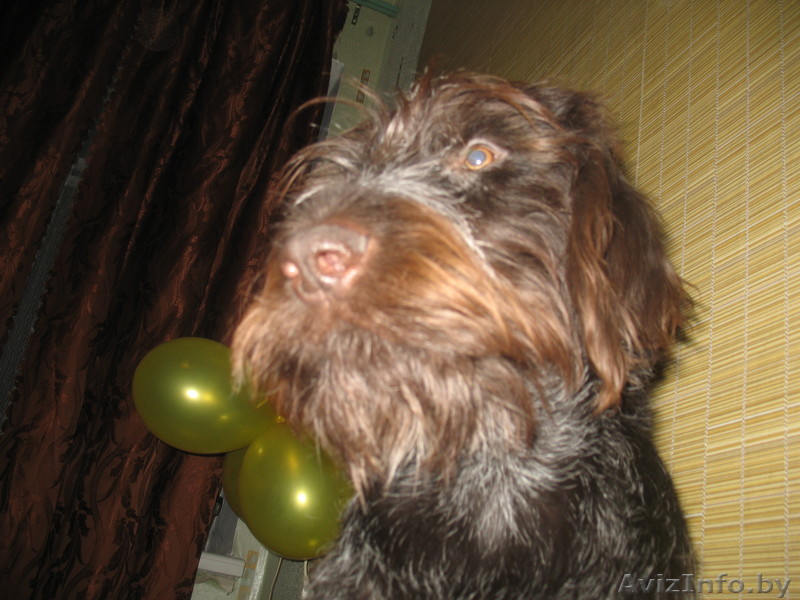 ищем кабеля дратхаара - Изображение #1, Объявление #348669