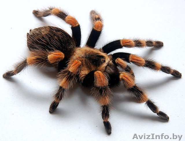 Экзотический питомец-паук-птицеед - Изображение #1, Объявление #489960