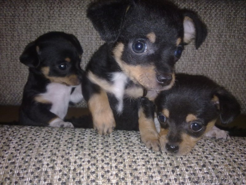 Продаются щенки чихуахуа (2 месяца) - Изображение #1, Объявление #645913