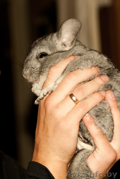 продаю шиншиллу! - Изображение #1, Объявление #871679