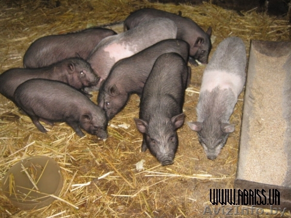 продаю поросят  - Изображение #1, Объявление #894894