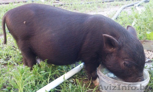 продаю ЧИСТОКРОВНЫХ вьетнамских поросят - Изображение #1, Объявление #932067