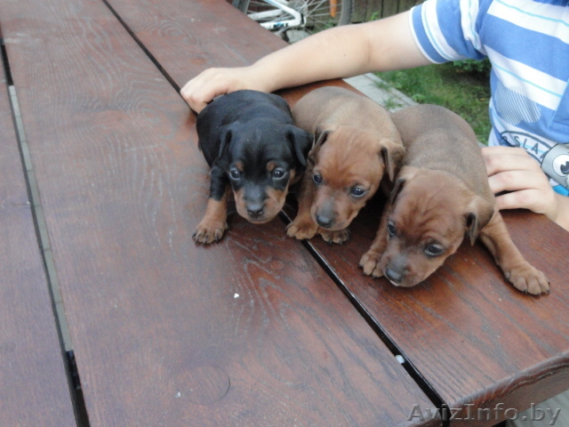 щенки цверг пинчера - Изображение #1, Объявление #940515