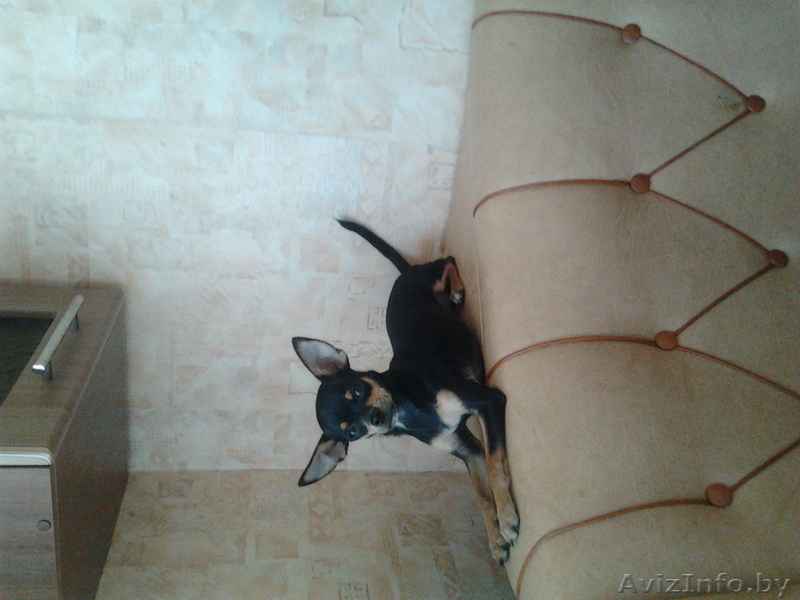 чихуахуа.мальчик - Изображение #1, Объявление #952675