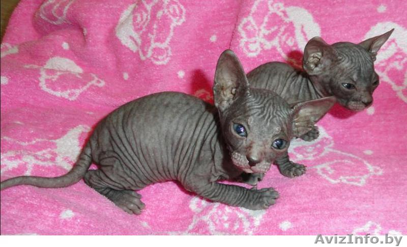 Донской сфинкс котята кошки - Изображение #1, Объявление #983507