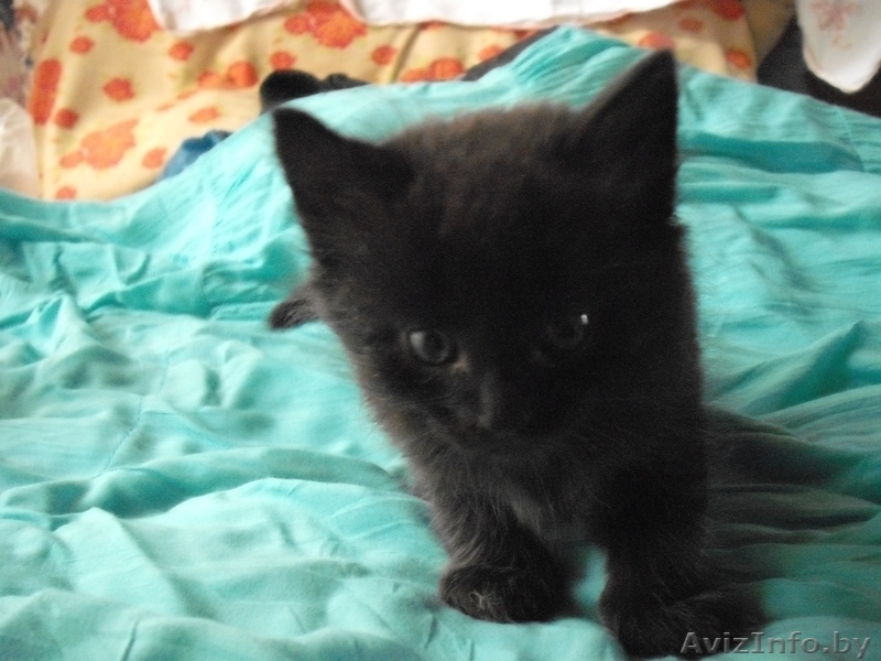 Подарю милого котенка - Изображение #1, Объявление #989909