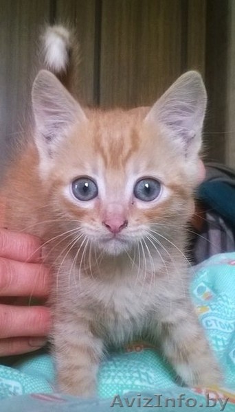 Отдам котёнка-мальчика в хорошие руки! - Изображение #1, Объявление #1153635