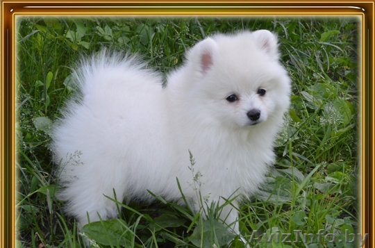 щеночки померанского шпица - Изображение #1, Объявление #1192134