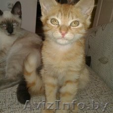 Котенок в дар (мальчик) - Изображение #1, Объявление #1502477