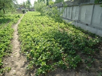 1/2 деревянного дома - Изображение #2, Объявление #900206