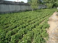 1/2 деревянного дома - Изображение #3, Объявление #900206