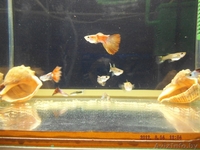 продам рыбок гуппи - Изображение #2, Объявление #931521