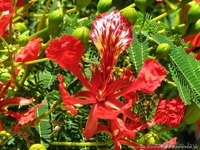 Делоникс королевский - Изображение #4, Объявление #931619