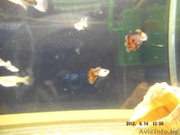 продам рыбок гуппи - Изображение #1, Объявление #931521