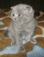 шотландские малыши - Изображение #1, Объявление #1014844