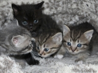 Котята в дар,очень милые маленькие комочки, которые станут вашими любимцами - Изображение #2, Объявление #1589804