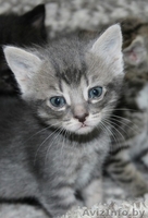 Котята в дар,очень милые маленькие комочки, которые станут вашими любимцами - Изображение #4, Объявление #1589804
