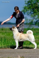 Услуги хендлера в Беларуси - Изображение #2, Объявление #1598383