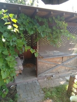 Дача.Ст.Чижовка. - Изображение #3, Объявление #1654316