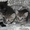 Котята в дар,очень милые маленькие комочки, которые станут вашими любимцами - Изображение #2, Объявление #1589804