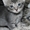 Котята в дар,очень милые маленькие комочки, которые станут вашими любимцами - Изображение #4, Объявление #1589804