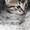 Котята в дар,очень милые маленькие комочки, которые станут вашими любимцами - Изображение #5, Объявление #1589804