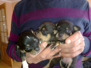 Продаются щенки чихуахуа, дата рождения 6.03.2012, Речица - Изображение #1, Объявление #615551