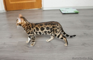 Яркая Бенгальская девочка 