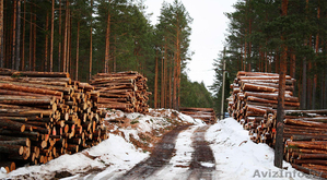 Продается деревообрабатывающее предприятие лесозаготовка - Изображение #3, Объявление #1537311