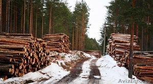 Продается деревообрабатывающее предприятие лесозаготовка - Изображение #6, Объявление #1537311