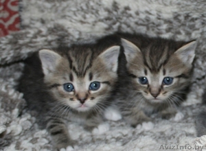 Котята в дар,очень милые маленькие комочки, которые станут вашими любимцами - Изображение #7, Объявление #1589804
