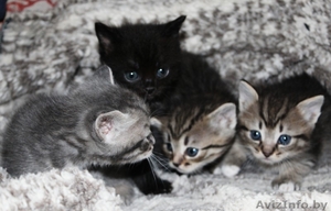 Котята в дар,очень милые маленькие комочки, которые станут вашими любимцами - Изображение #8, Объявление #1589804