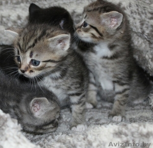Котята в дар,очень милые маленькие комочки, которые станут вашими любимцами - Изображение #1, Объявление #1589804