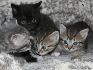Котята в дар,очень милые маленькие комочки, которые станут вашими любимцами - Изображение #2, Объявление #1589804