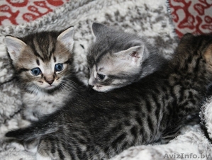 Котята в дар,очень милые маленькие комочки, которые станут вашими любимцами - Изображение #3, Объявление #1589804