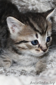 Котята в дар,очень милые маленькие комочки, которые станут вашими любимцами - Изображение #5, Объявление #1589804