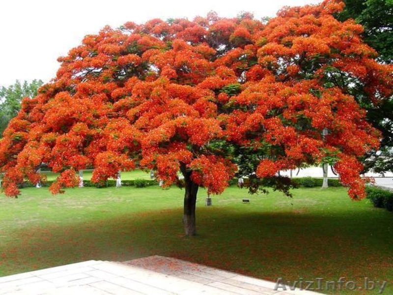 Делоникс королевский - Изображение #1, Объявление #931619