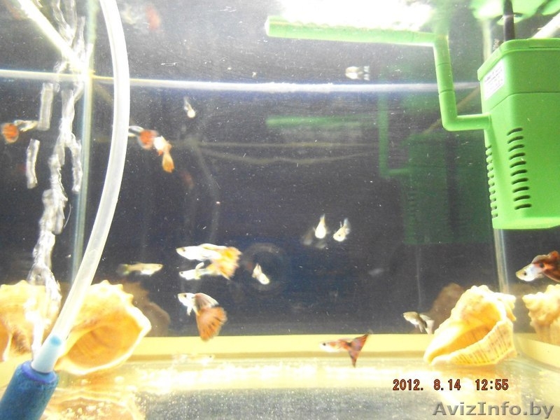 продам рыбок гуппи - Изображение #3, Объявление #931521