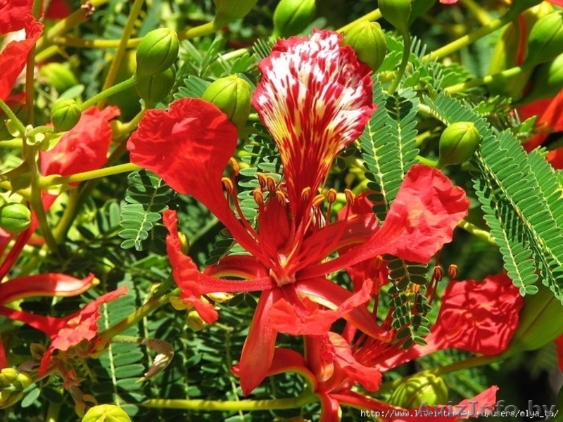 Делоникс королевский - Изображение #4, Объявление #931619