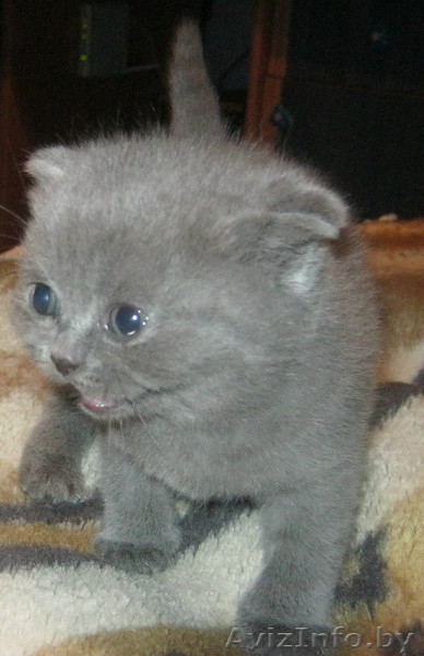 шотландские малыши - Изображение #4, Объявление #1014844