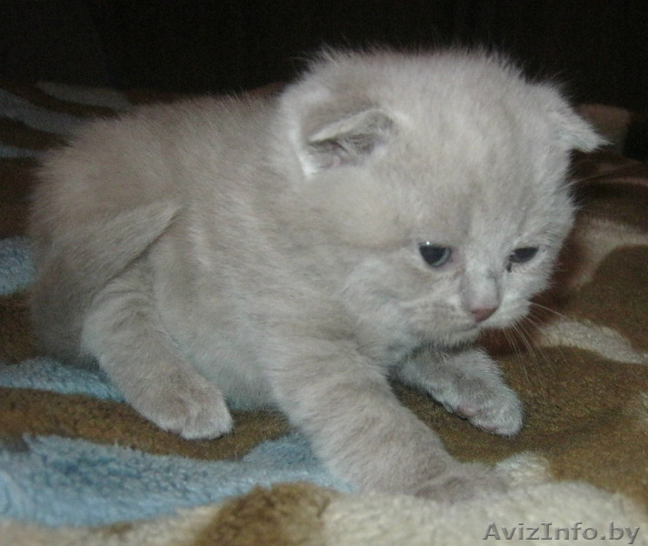 шотландские малыши - Изображение #3, Объявление #1014844