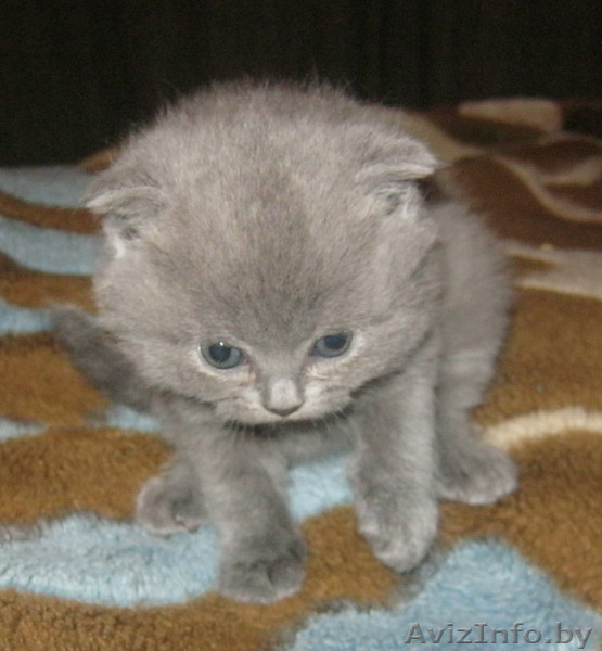 шотландские малыши - Изображение #2, Объявление #1014844