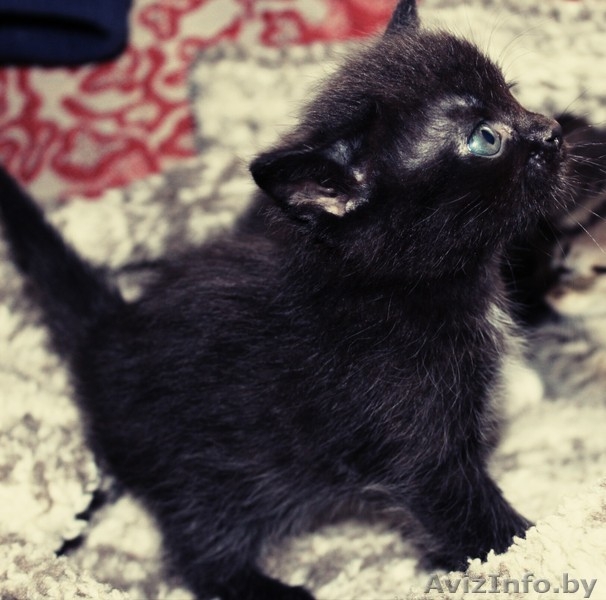 Котята в дар,очень милые маленькие комочки, которые станут вашими любимцами - Изображение #6, Объявление #1589804