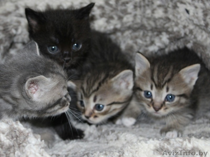 Котята в дар,очень милые маленькие комочки, которые станут вашими любимцами - Изображение #2, Объявление #1589804